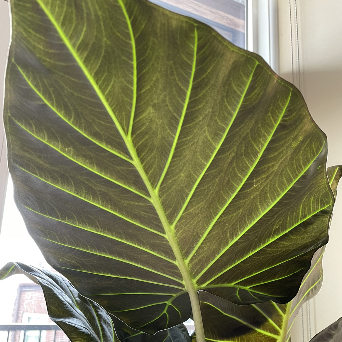 Photo of the plant species Alocasia 'Regal Shields' by @Athena61 named Francis on Greg, the plant care app