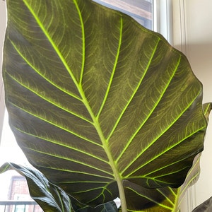 Alocasia 'Regal Shields' plant photo by @Athena61 named Francis on Greg, the plant care app.