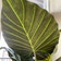 Calculate water needs of Alocasia 'Regal Shields'