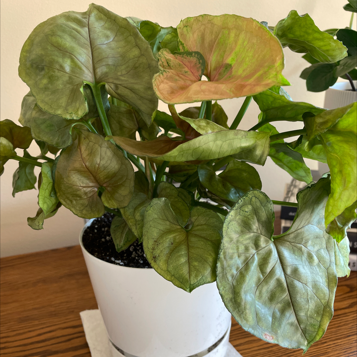 Red Heart plant photo by @Athena61 named Katie on Greg, the plant care app.