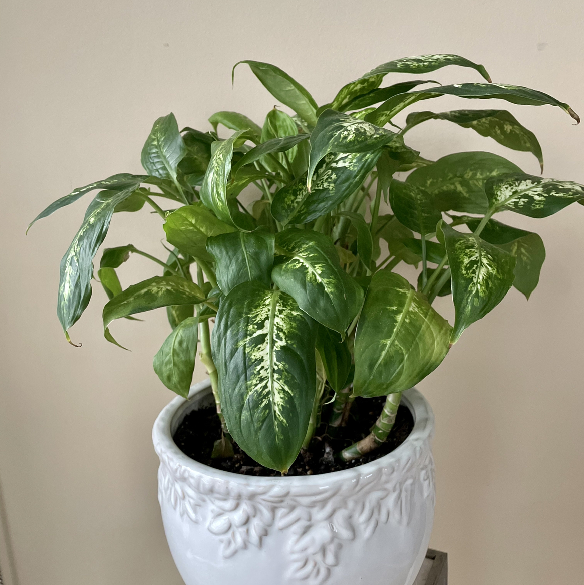 Dieffenbachia plant photo by @Athena61 named Darcy on Greg, the plant care app.