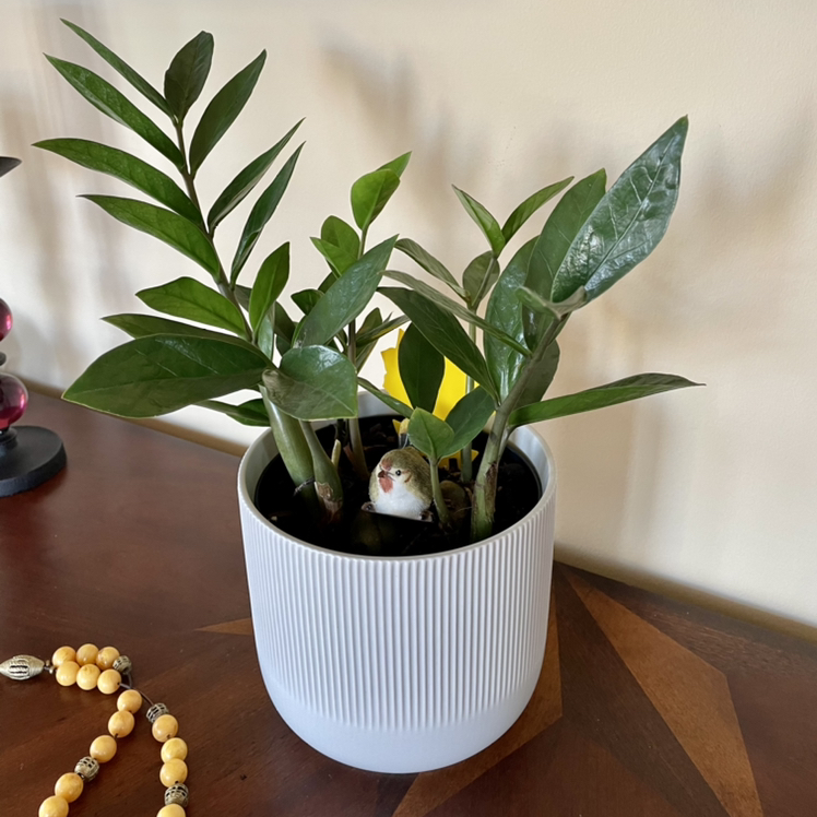 Zamioculcas Zamiifolia plant photo by @Athena61 named Reggie on Greg, the plant care app.