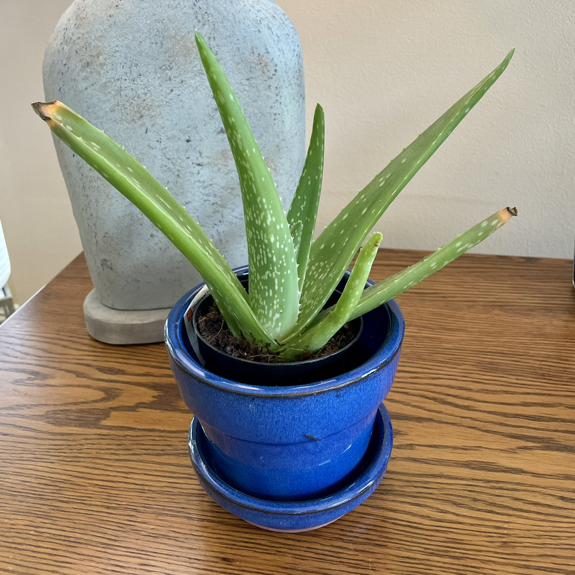 Aloe vera plant photo by @Athena61 named Rosa on Greg, the plant care app.