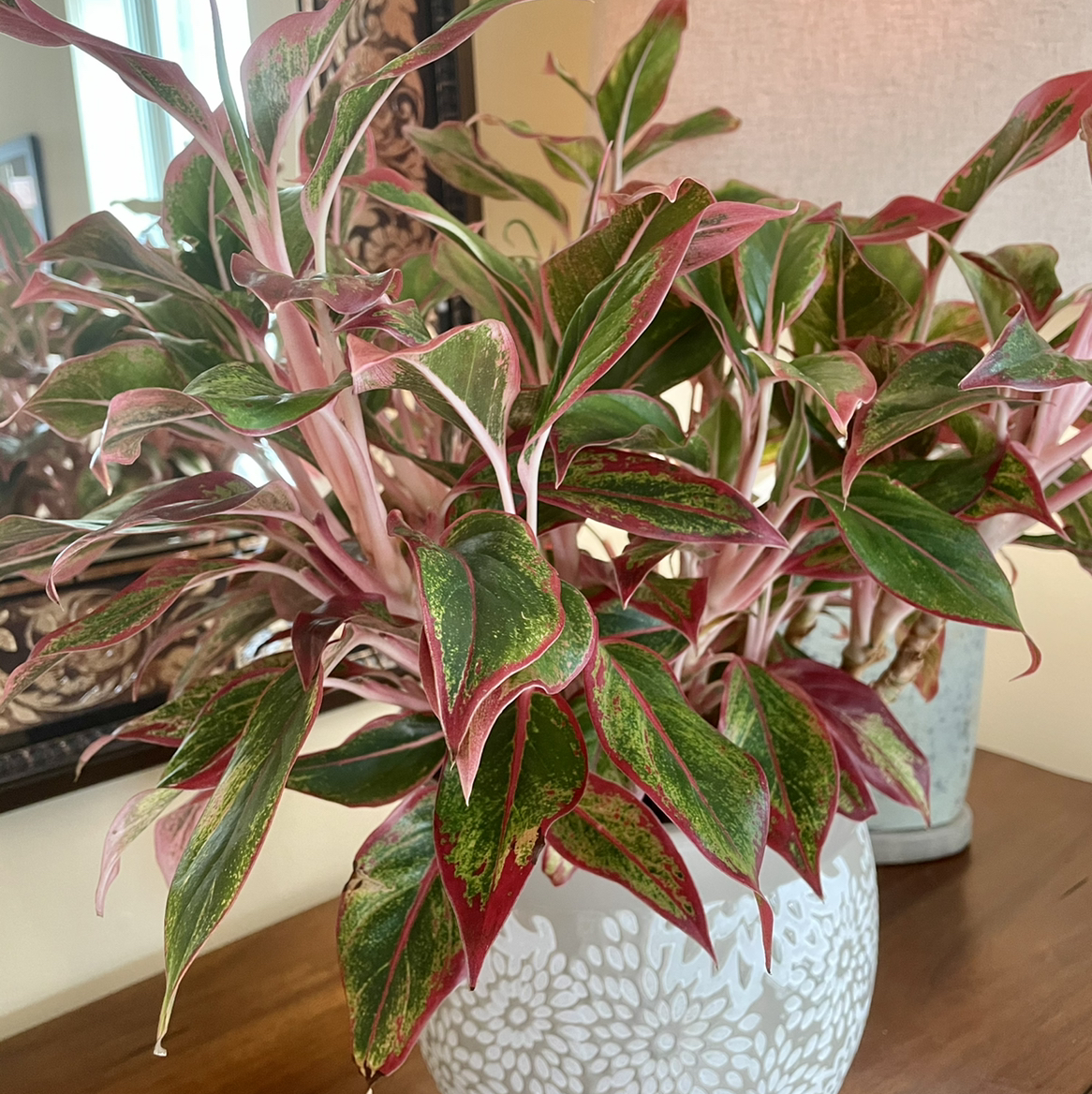 Red Siam Aurora Aglaonema plant in a decorative pot with vibrant red and green leaves.