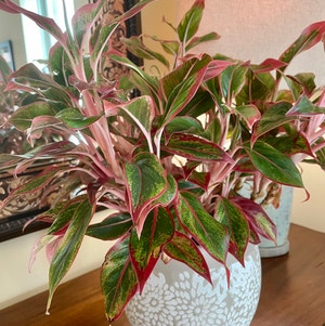 Red Siam Aurora Aglaonema plant photo by @Athena61 named Grace on Greg, the plant care app.