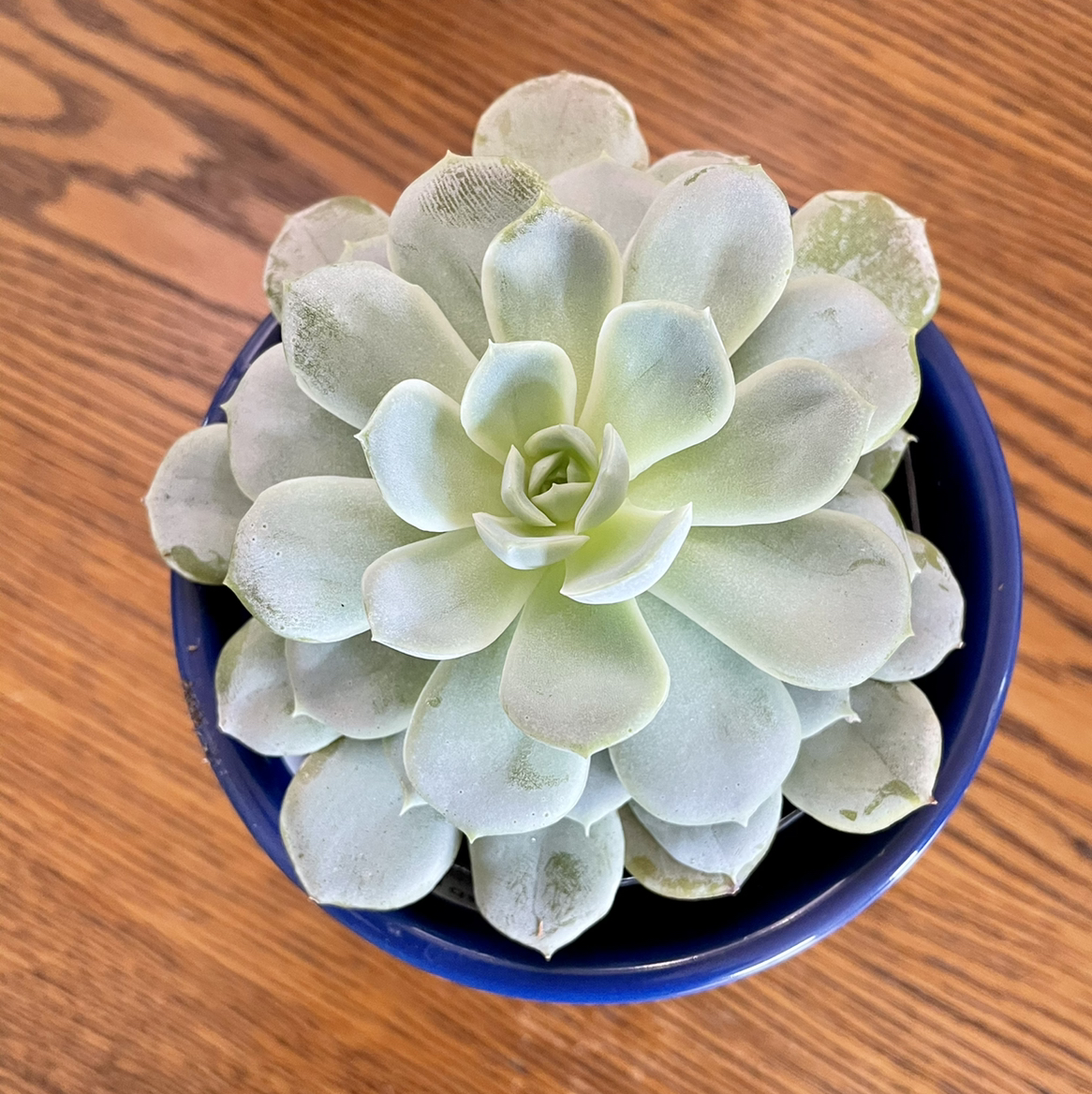 Porkbush plant photo by @Athena61 named Dani on Greg, the plant care app.
