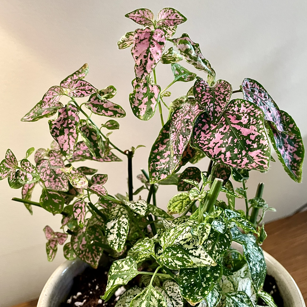 Polka Dot Plant plant photo by @Athena61 named Freckles on Greg, the plant care app.