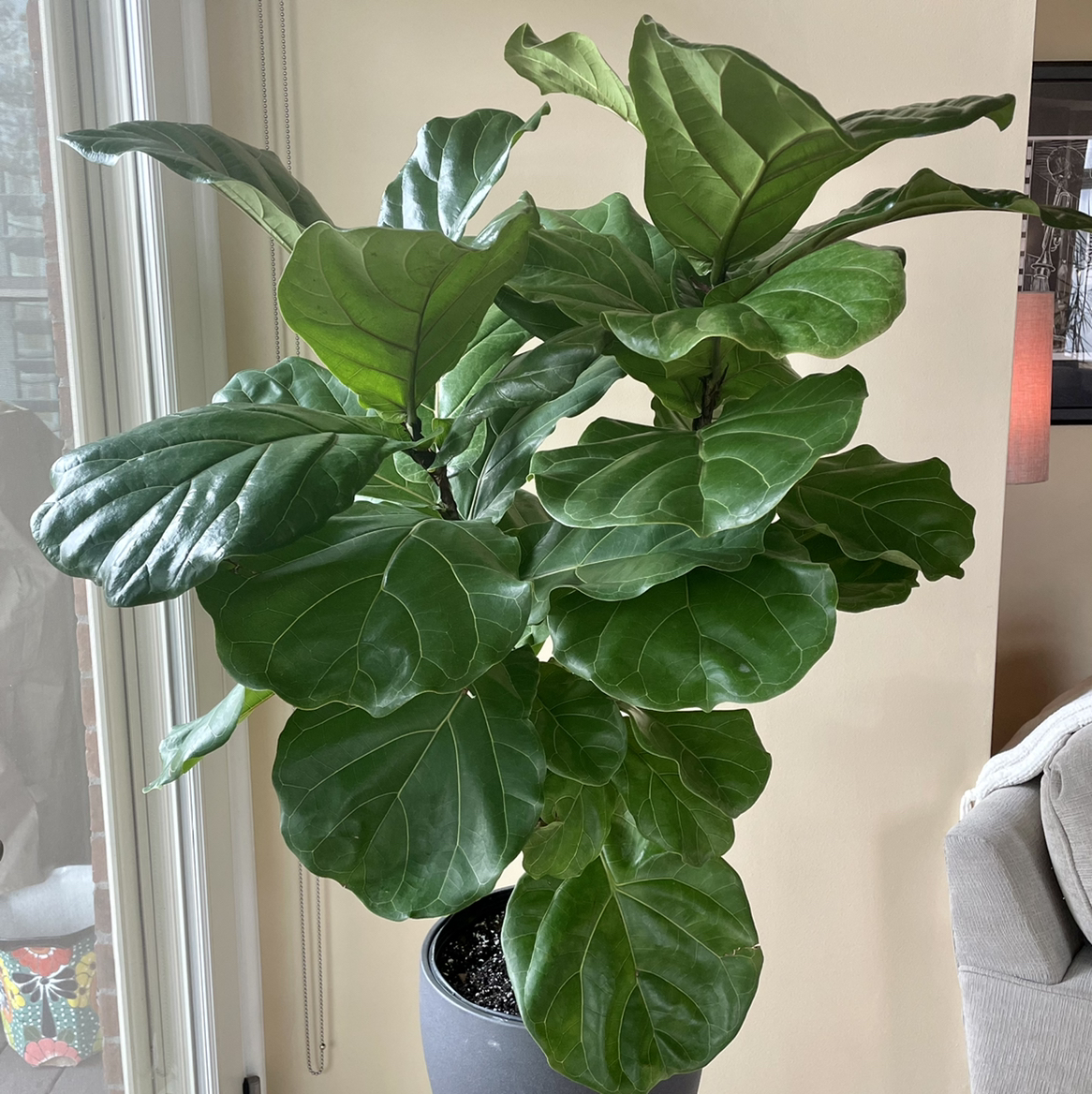 Fiddle Leaf Fig plant photo by @Athena61 named Kerry on Greg, the plant care app.