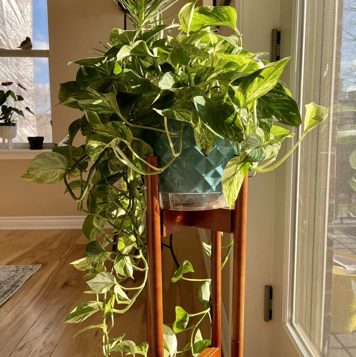 Taro Vine plant photo by @Athena61 named Bella on Greg, the plant care app.