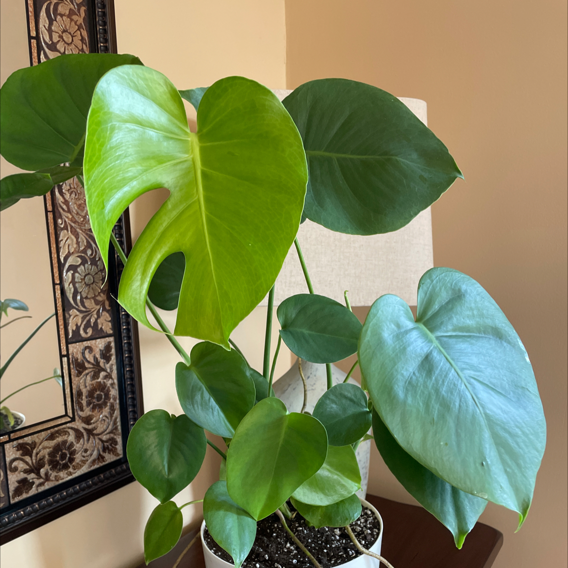 Monstera plant photo by @Athena61 named David on Greg, the plant care app.