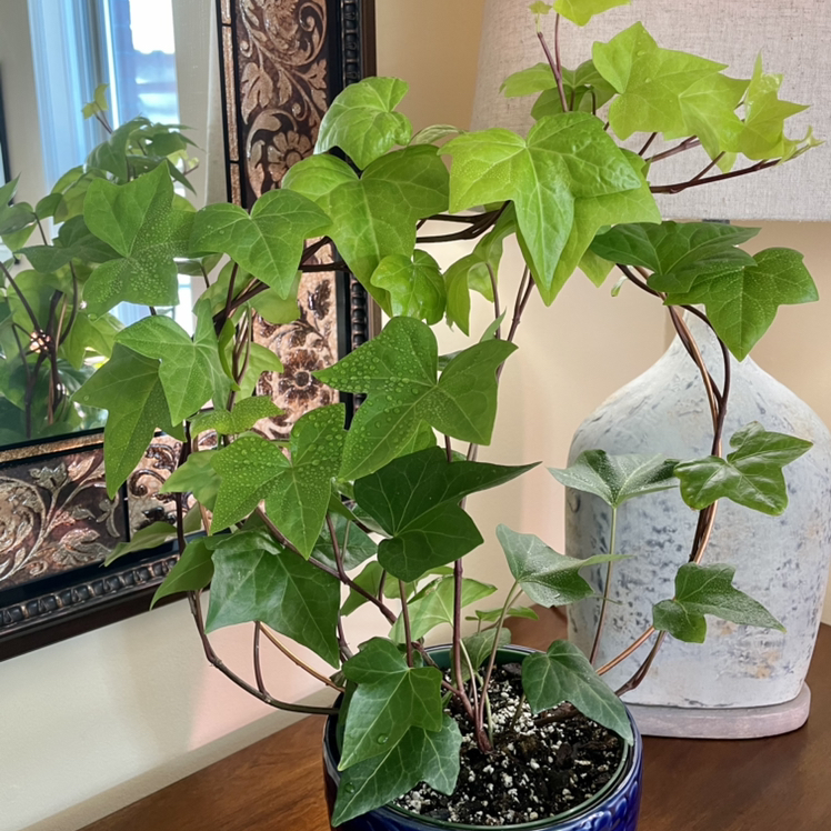 English Ivy plant photo by @Athena61 named Mary on Greg, the plant care app.