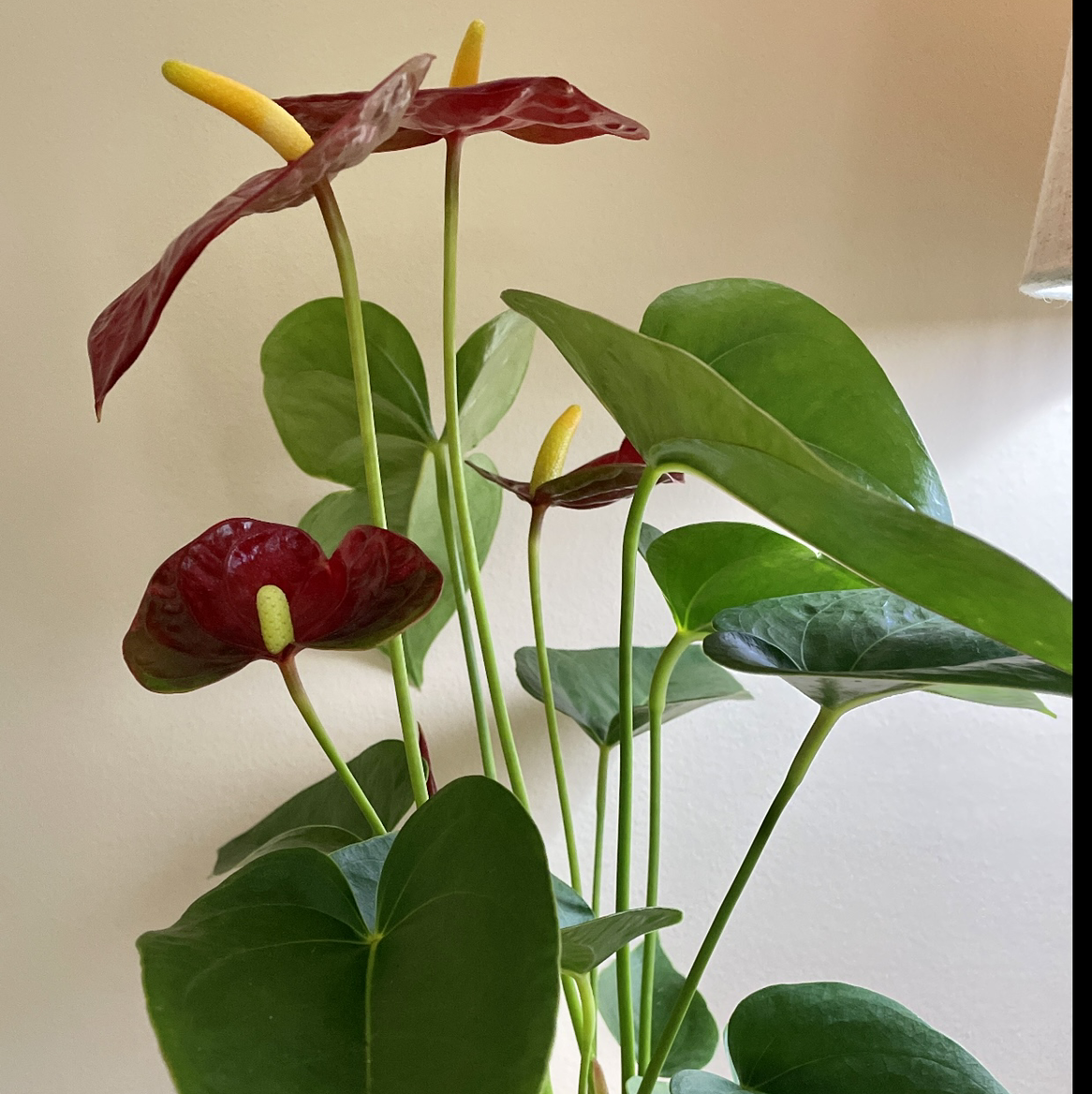 Painter's Palette plant photo by @Athena61 named Robin on Greg, the plant care app.