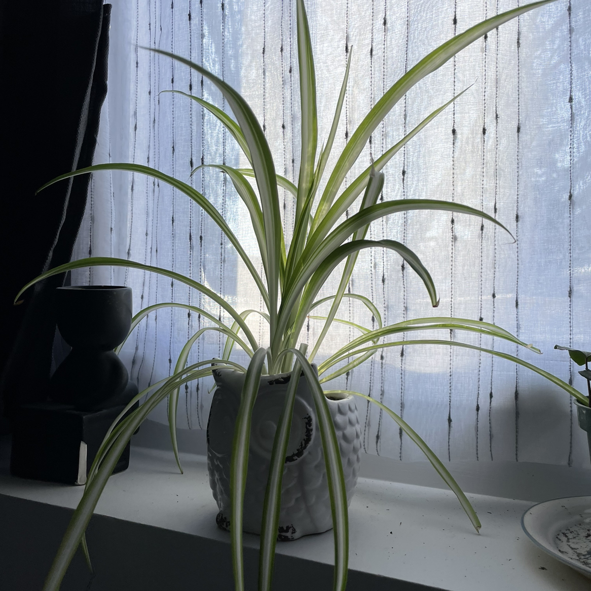 Spider Plant plant photo by @Jgab18 named Charlotte on Greg, the plant care app.