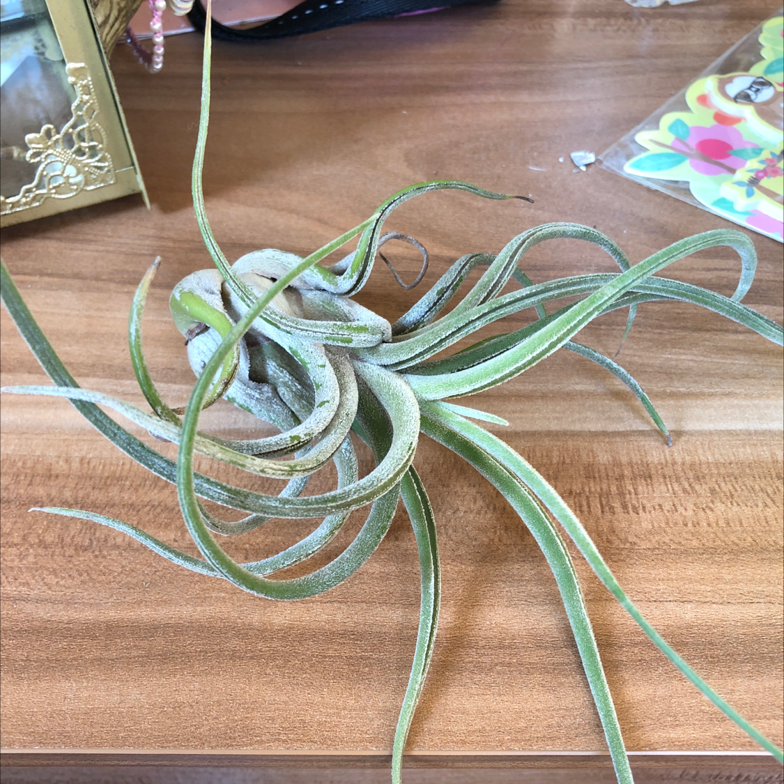Medusa Head Air Plant on a wooden surface, appearing healthy.