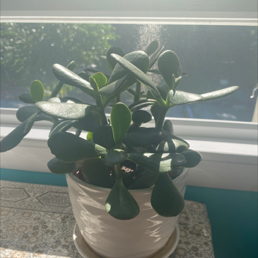 Lucky Plant plant photo by Katie named Tupot amaroot on Greg, the plant care app.