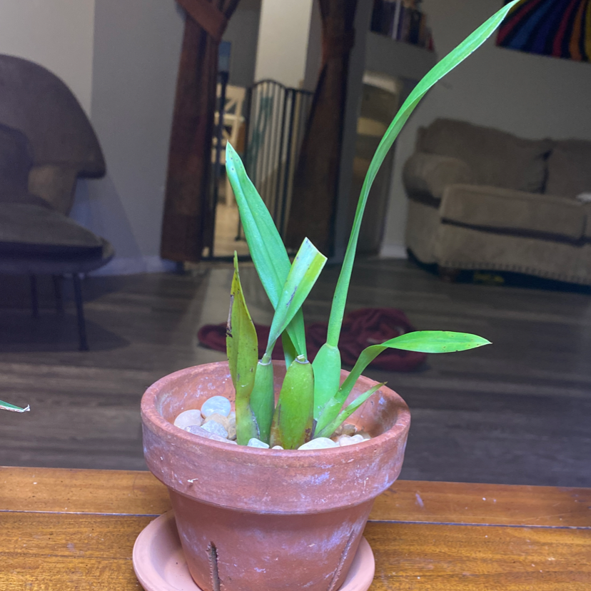 Heaven Scent Orchid plant photo by @KiKiT named Picky Prince on Greg, the plant care app.