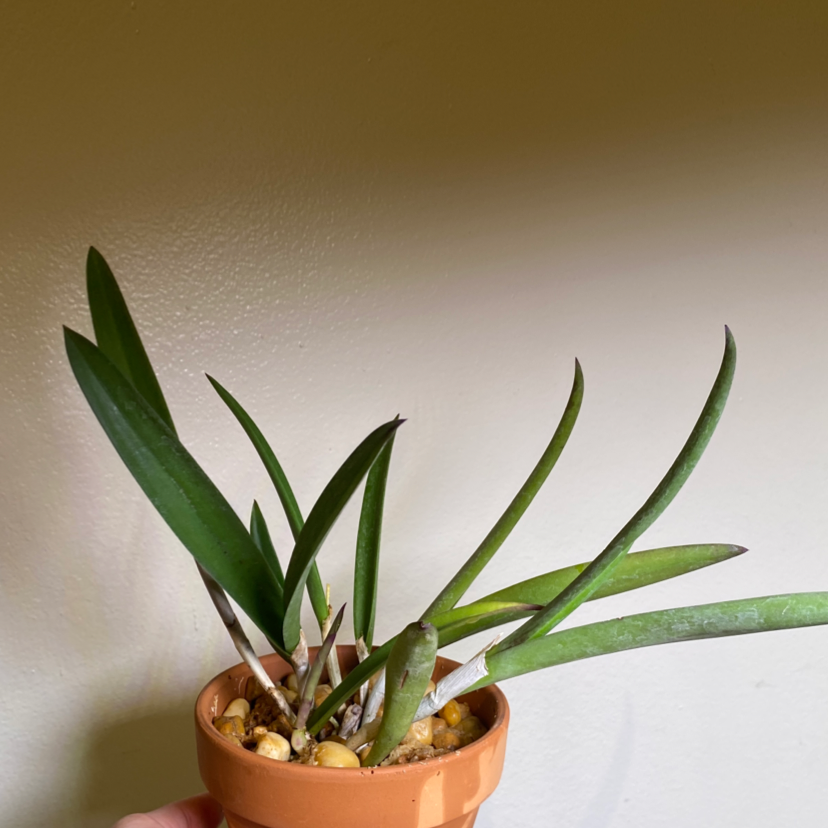 Photo of the plant species Brassavola Little Stars by @KiKiT named Unknown Chid on Greg, the plant care app