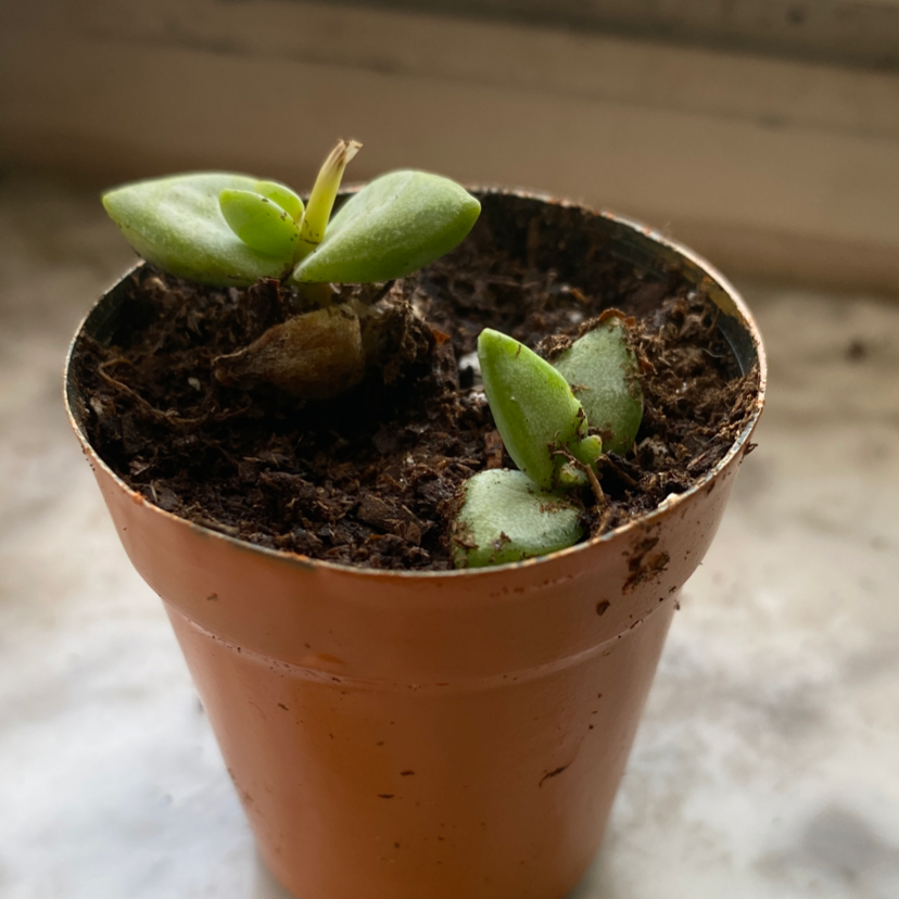 Crassula rupestris plant in a pot with visible soil, healthy green leaves.