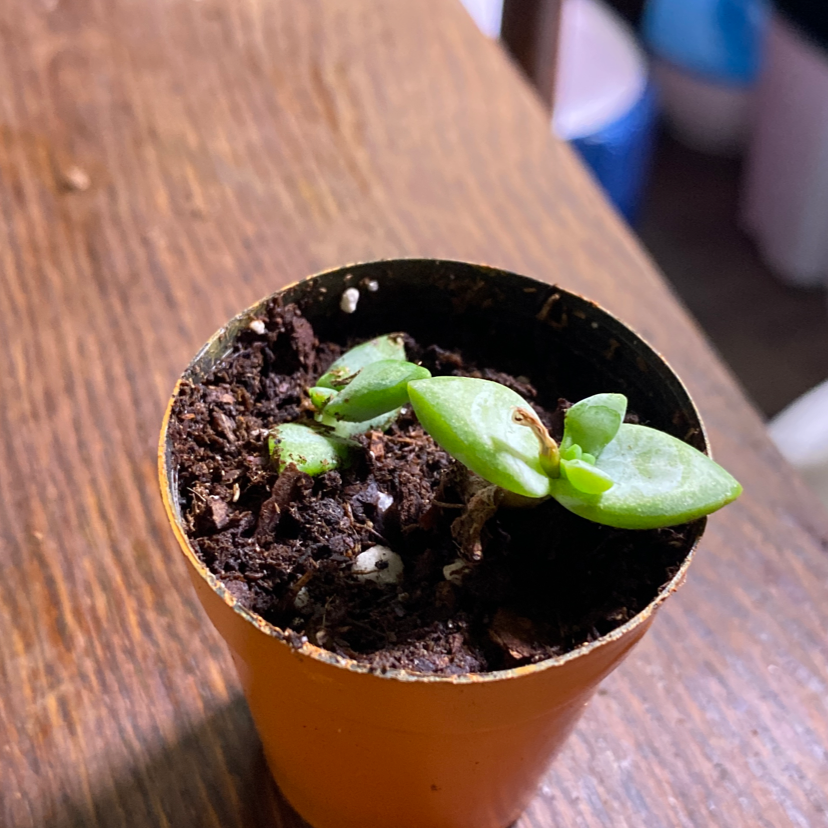 Crassula rupestris plant in a small pot with visible soil, well-framed and in focus.