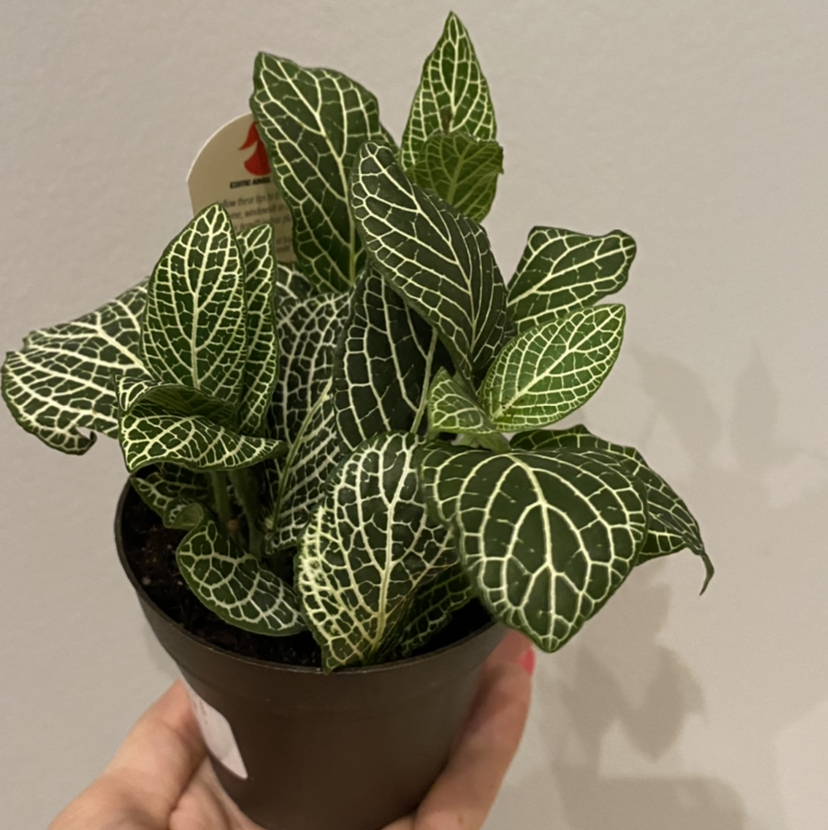 Healthy White Anne Nerve Plant with vibrant green leaves and white veining in a black pot.