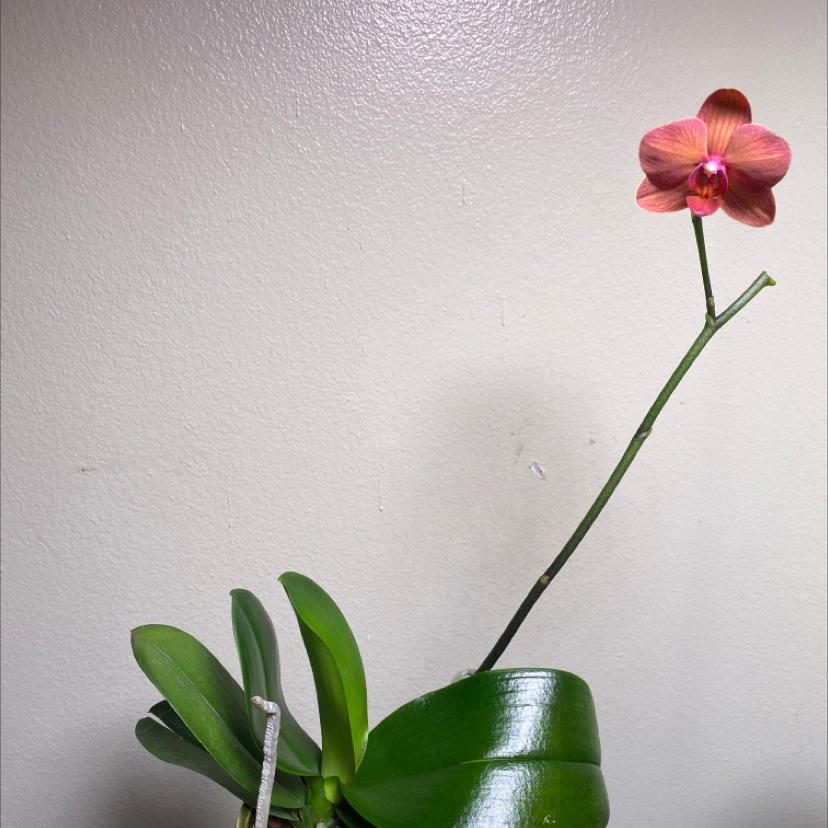 Photo of the plant species Phalaenopsis 'Lianher Orange' by @KiKiT named Apology Orchid on Greg, the plant care app