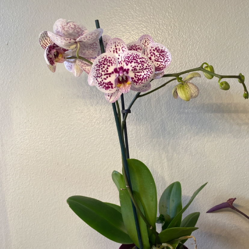 Photo of the plant species phalaenopsis orchid by @KiKiT named Haley Quinn on Greg, the plant care app