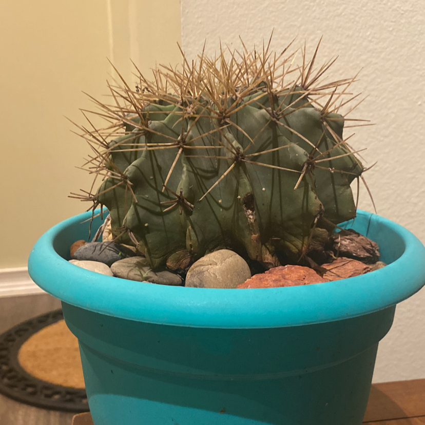 Devil's Pincushion cactus in a blue pot with decorative stones.