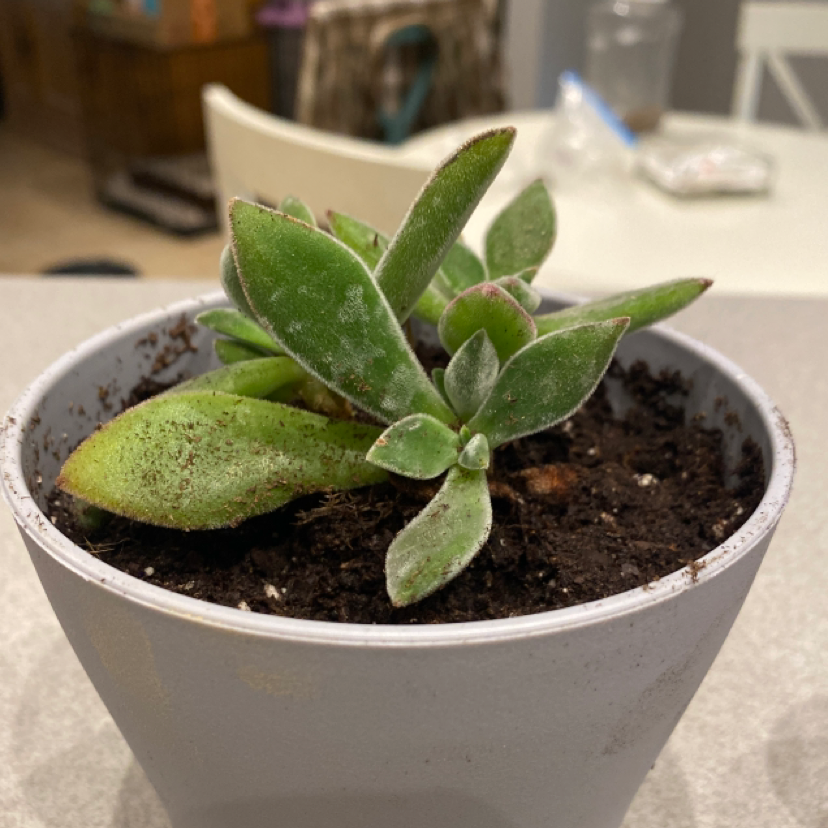 Potted Plush Plant with thick, fuzzy leaves and visible soil.