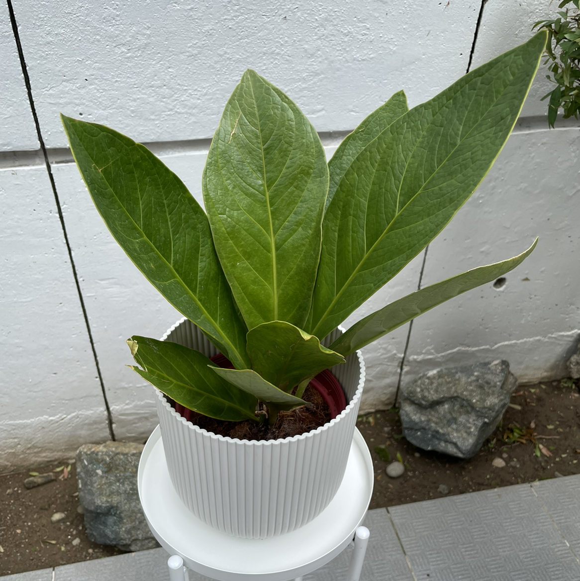 Photo of the plant species Lovely Green by @Montriska911 named Paddle on Greg, the plant care app