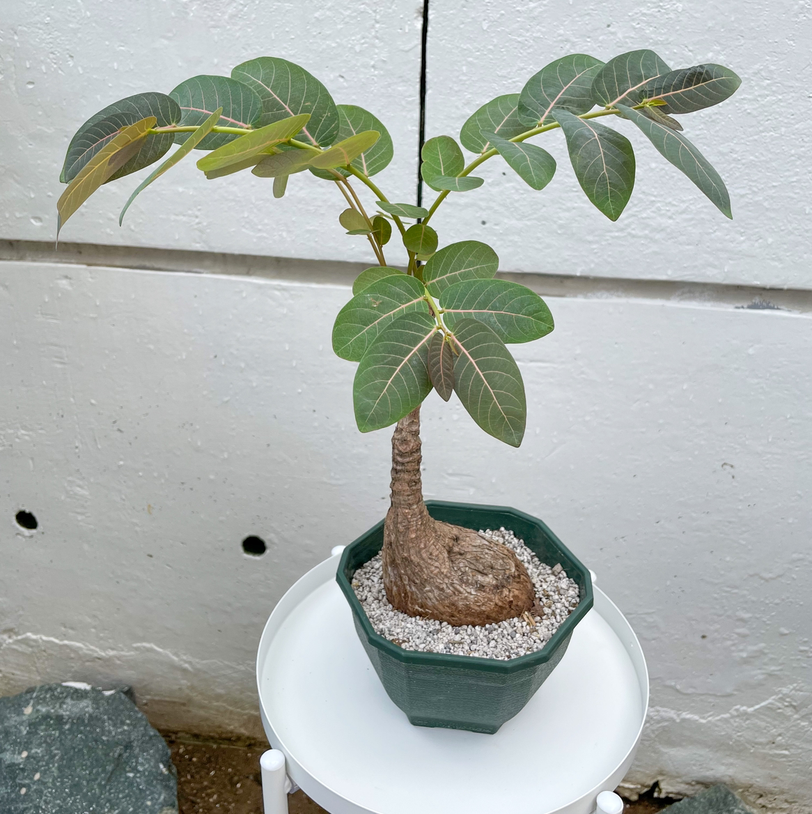 Photo of the plant species Phyllanthus mirabilis by @Montriska911 named Sleepy on Greg, the plant care app