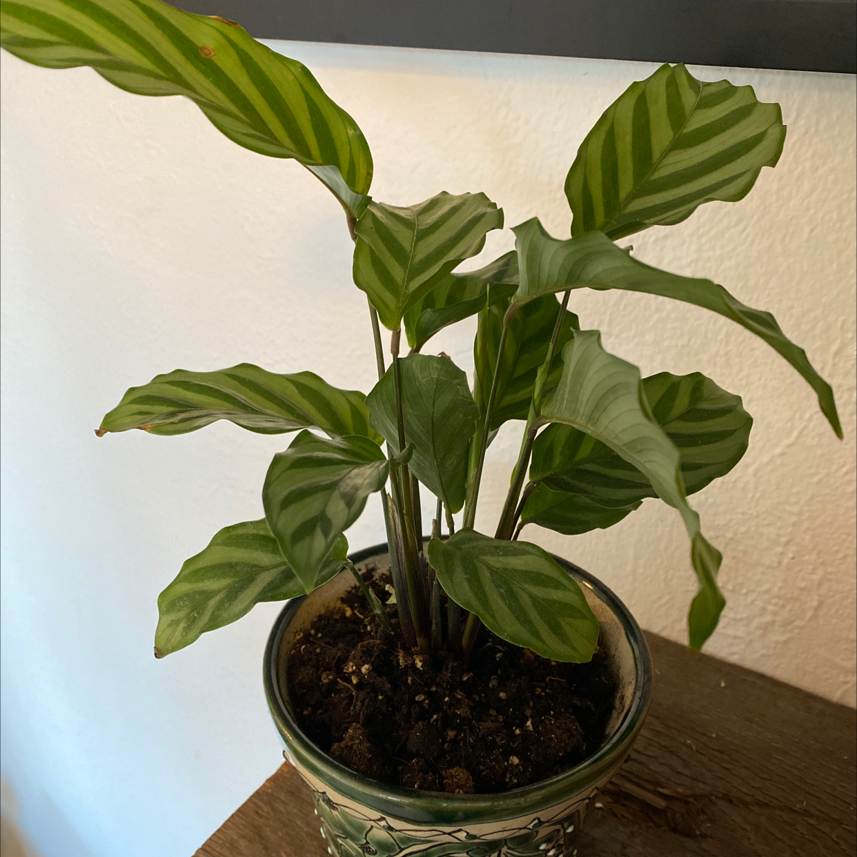 Calathea Orbifolia plant in a decorative pot with healthy striped leaves.