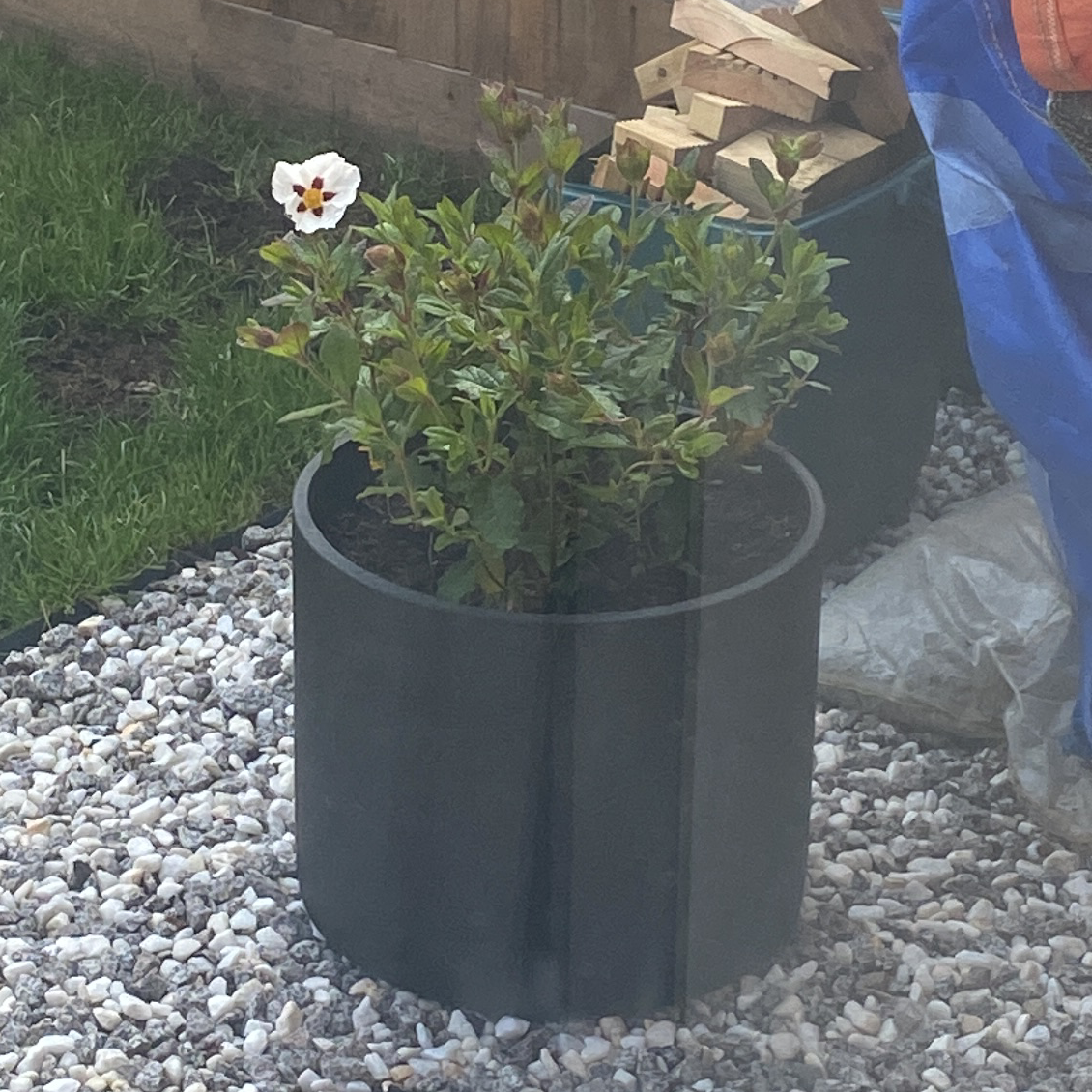 Plant care for Cistus skanbergii on Greg, the plant care app