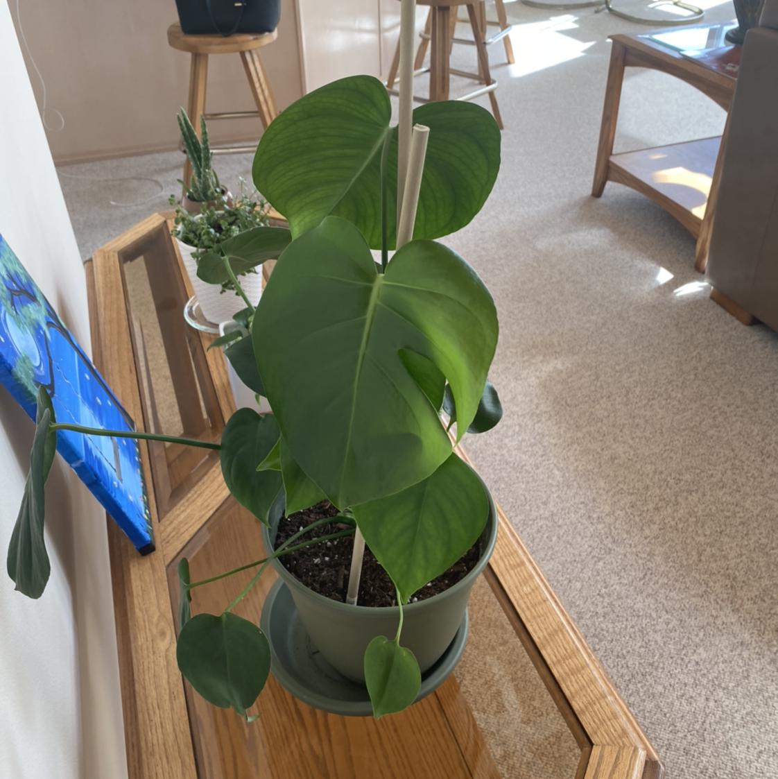 Monstera plant photo by Krissy named monte on Greg, the plant care app.