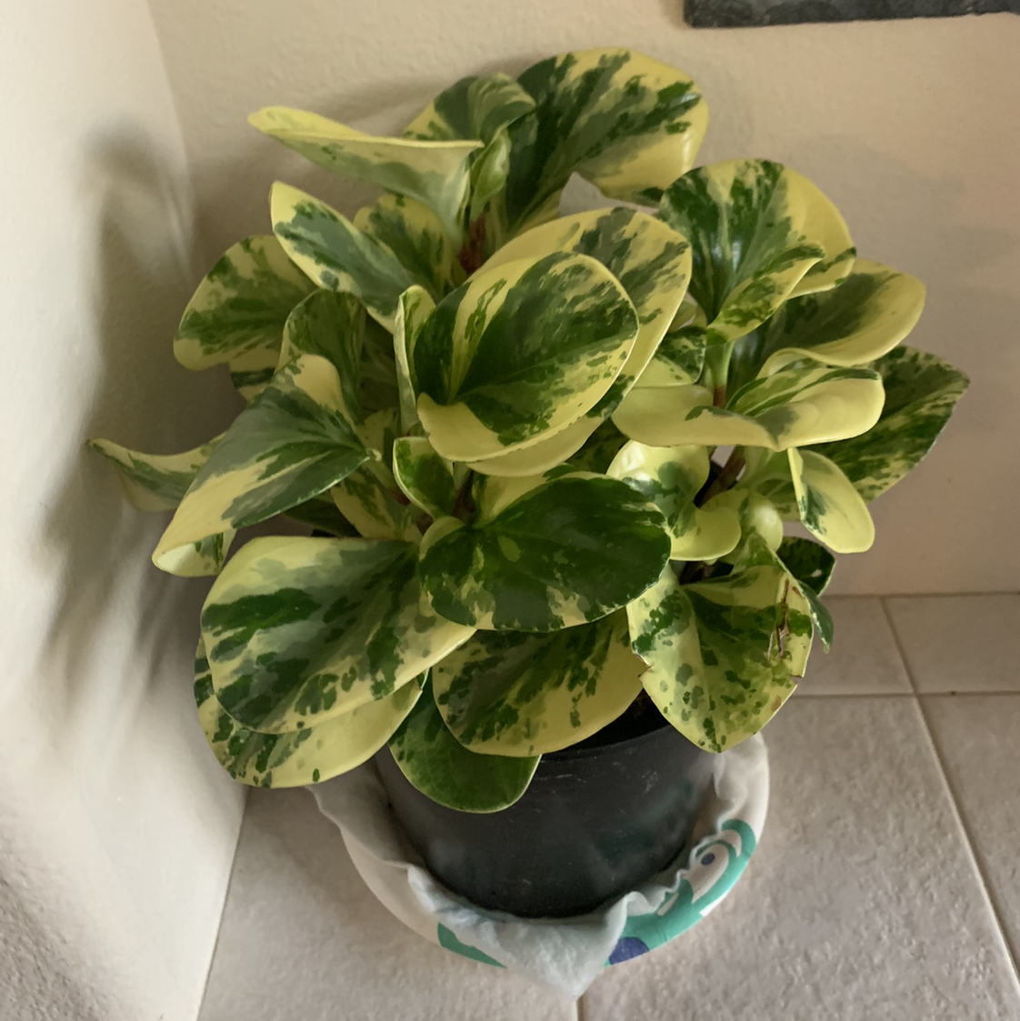 Baby Rubber Plant plant photo by Krissy named pepper on Greg, the plant care app.