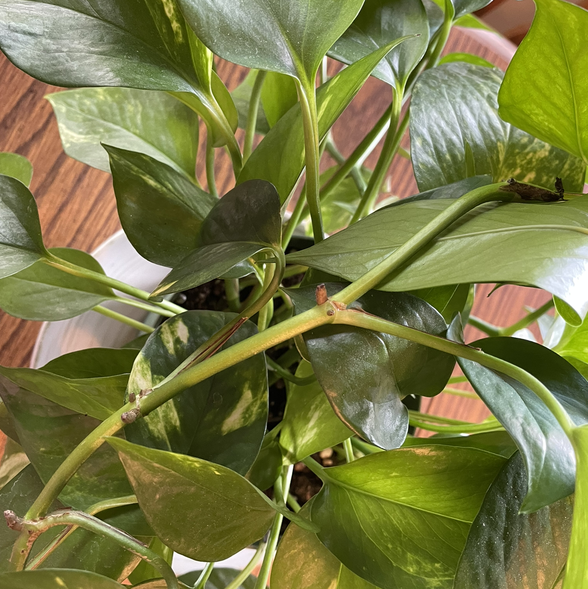 Taro Vine plant photo by Marva named Pax on Greg, the plant care app.
