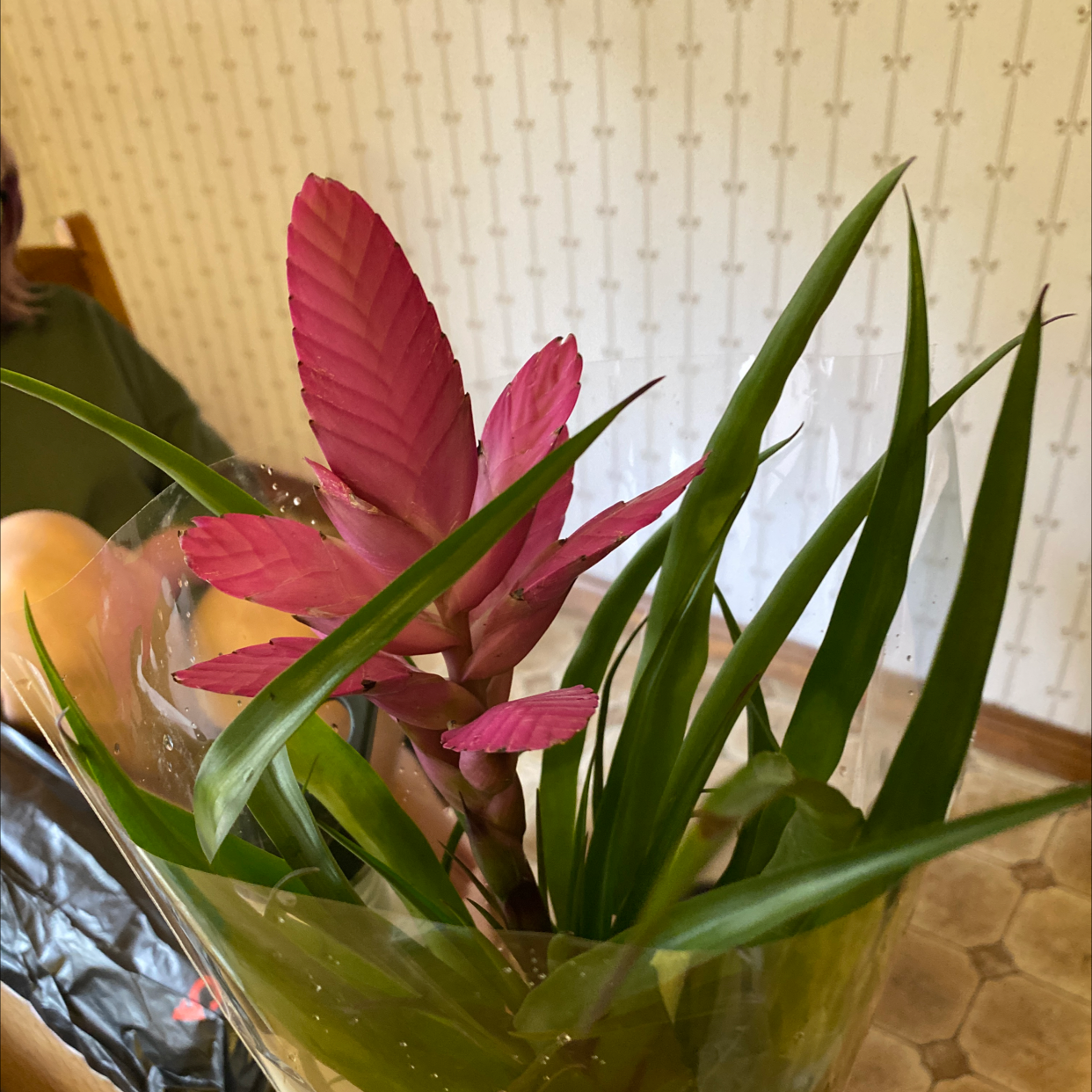 Pink Quill plant with vibrant pink bracts and green leaves, held by a person.