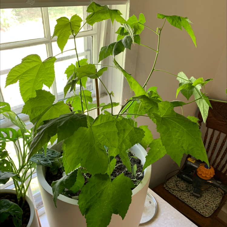 Indoor potted Abutilon Pictum plant with healthy green leaves near a window.