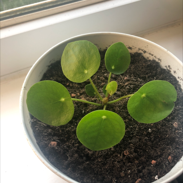 Chinese Money Plant plant photo by @Wilbur-The-Wise named Hurbet on Greg, the plant care app.