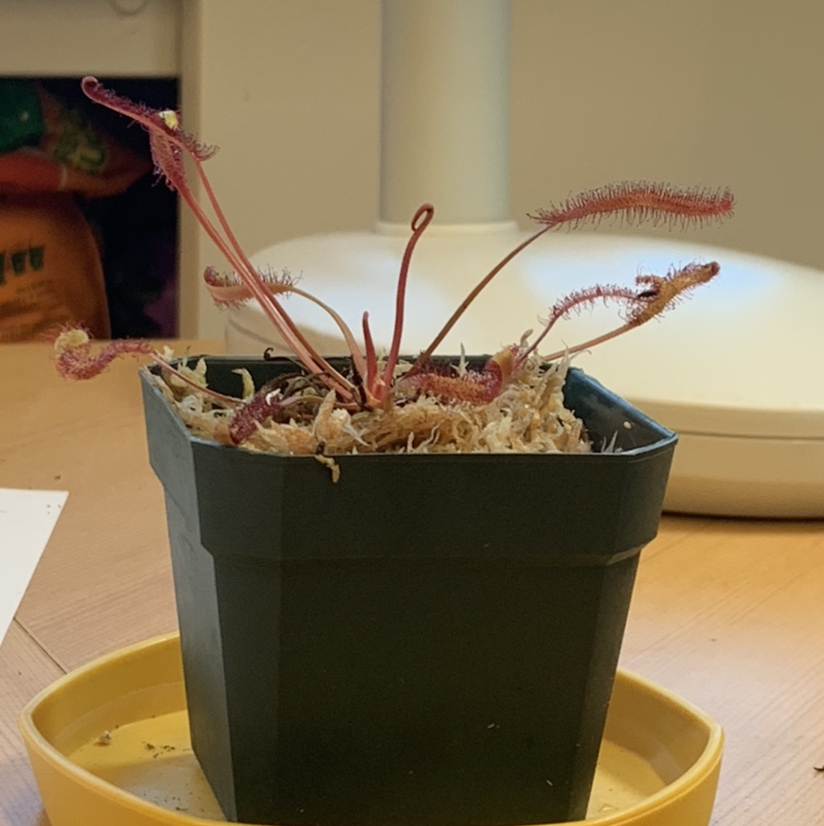 Cape Sundew plant in a black pot with visible soil, appears healthy.