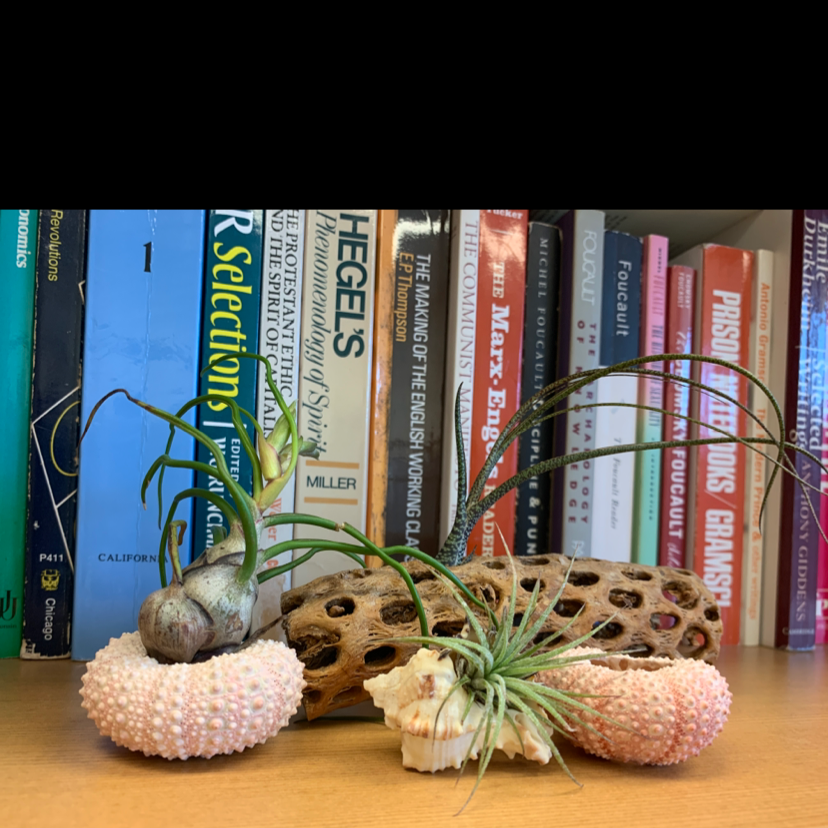 Photo of the plant species Bulbosa Air Plant by @BooTContusion named Shelly on Greg, the plant care app