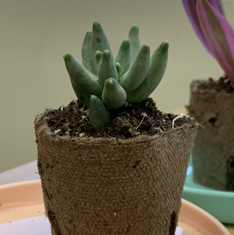 Little Jewel succulent in a biodegradable pot with another plant in the background.