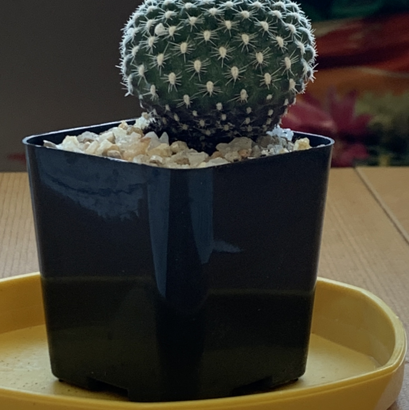 Photo of the plant species Rebutia krainziana by @BooTContusion named Brutus on Greg, the plant care app