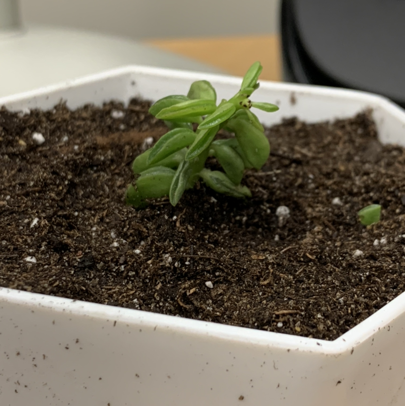 Photo of the plant species Peperomia axillaris by @BooTContusion named Pea Wee on Greg, the plant care app