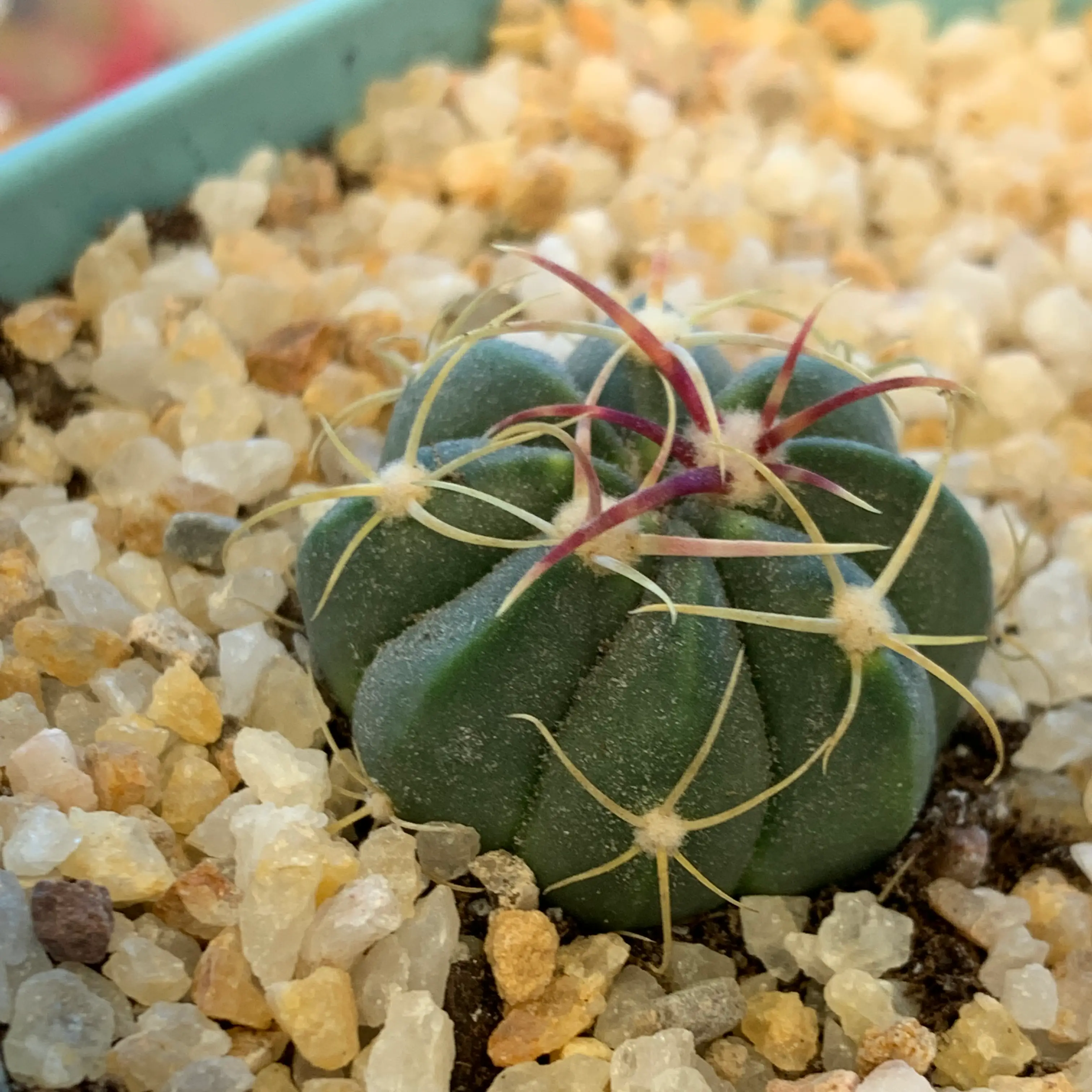 Photo of the plant species Ferocactus macrodiscus by @BooTContusion named Bill E. Idol on Greg, the plant care app