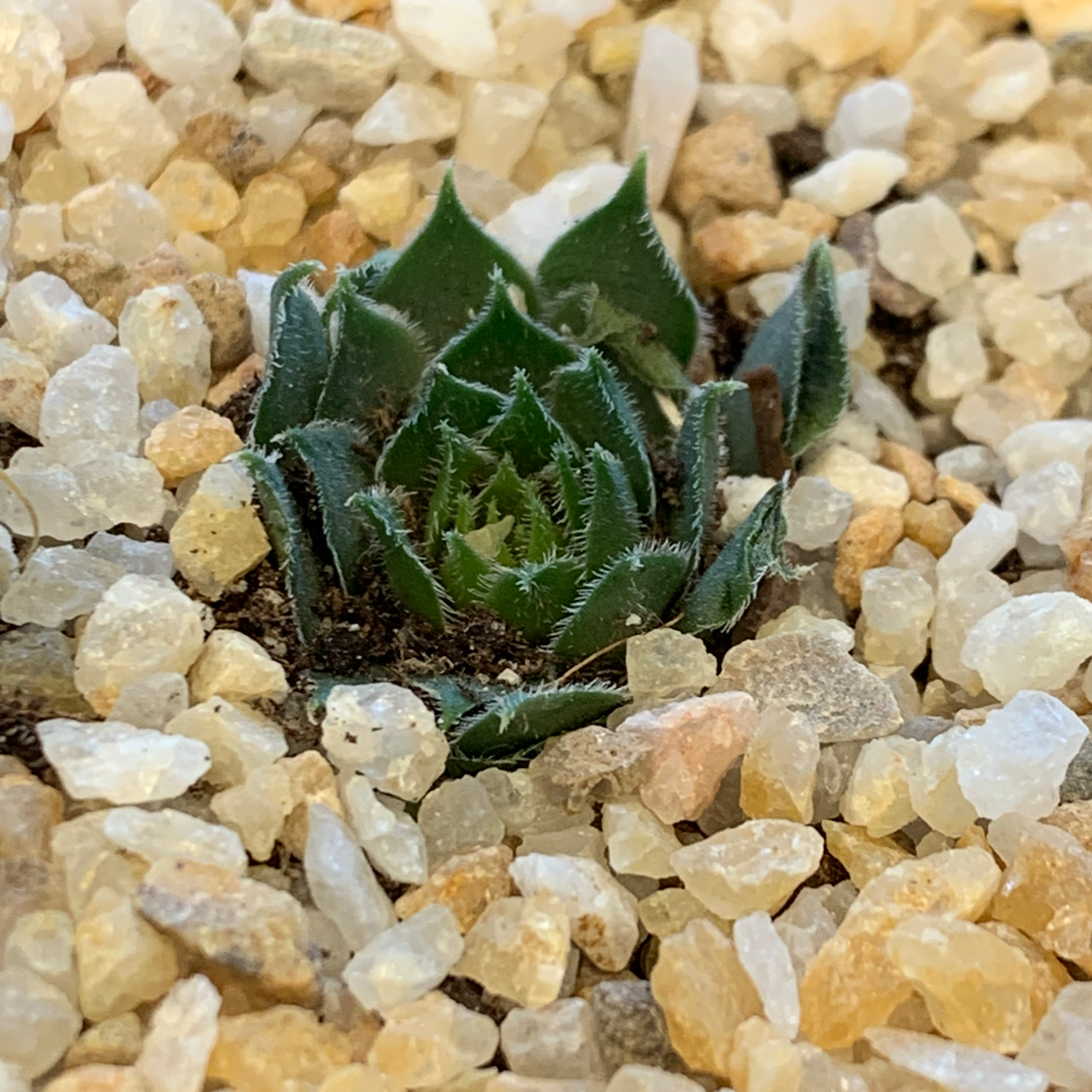 Photo of the plant species 'Kalinda' Hen and chicks by @BooTContusion named Cluck on Greg, the plant care app