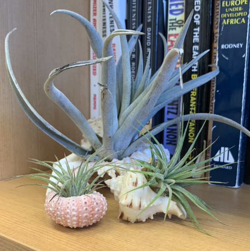 Photo of the plant species Tillandsia harrisii by @BooTContusion named Three Musketeers on Greg, the plant care app