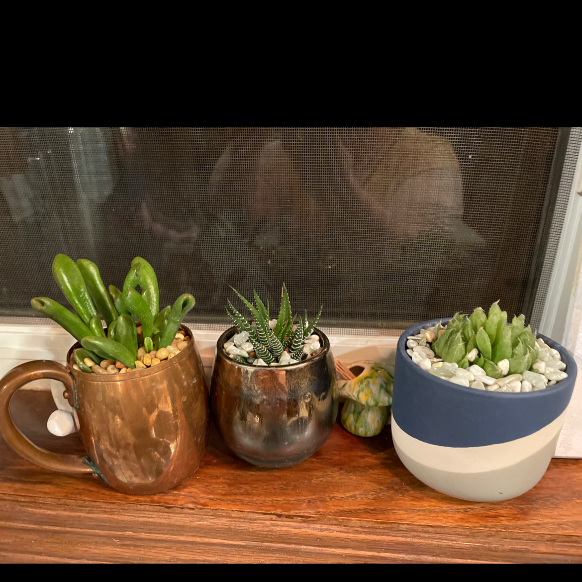 Three potted plants on a wooden surface, including Haworthia cooperi on the right.