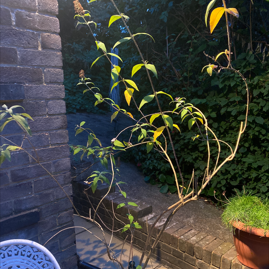 Orange Eye Butterflybush with yellowing leaves near a brick wall.