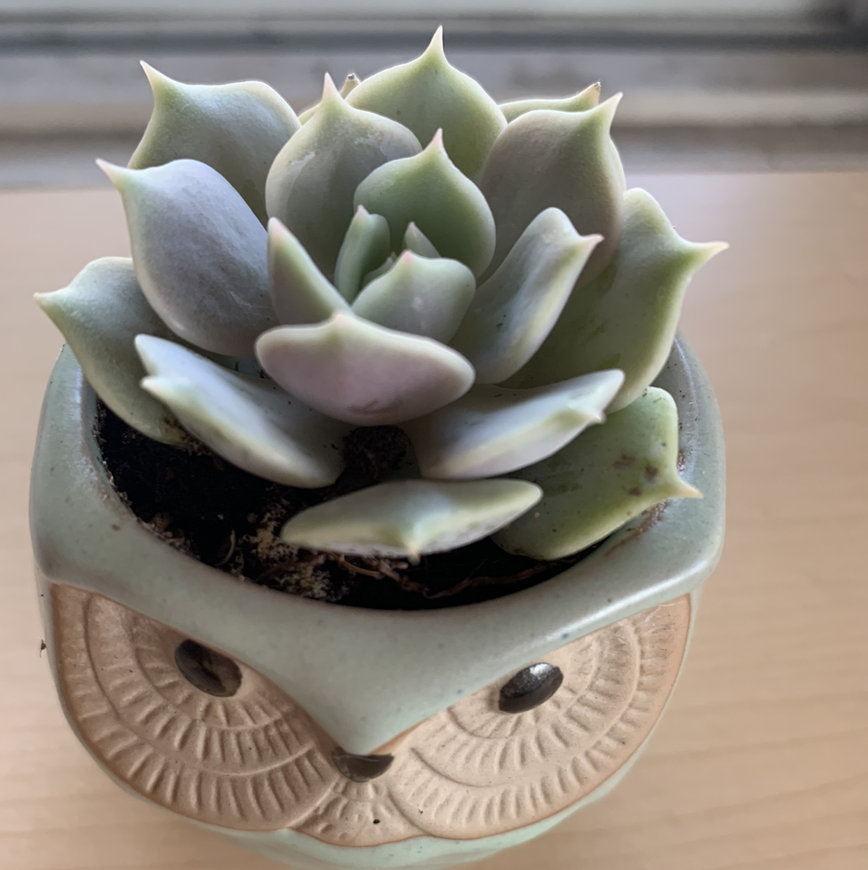 Echeveria 'Lola' succulent in an owl-shaped pot, healthy and well-framed.