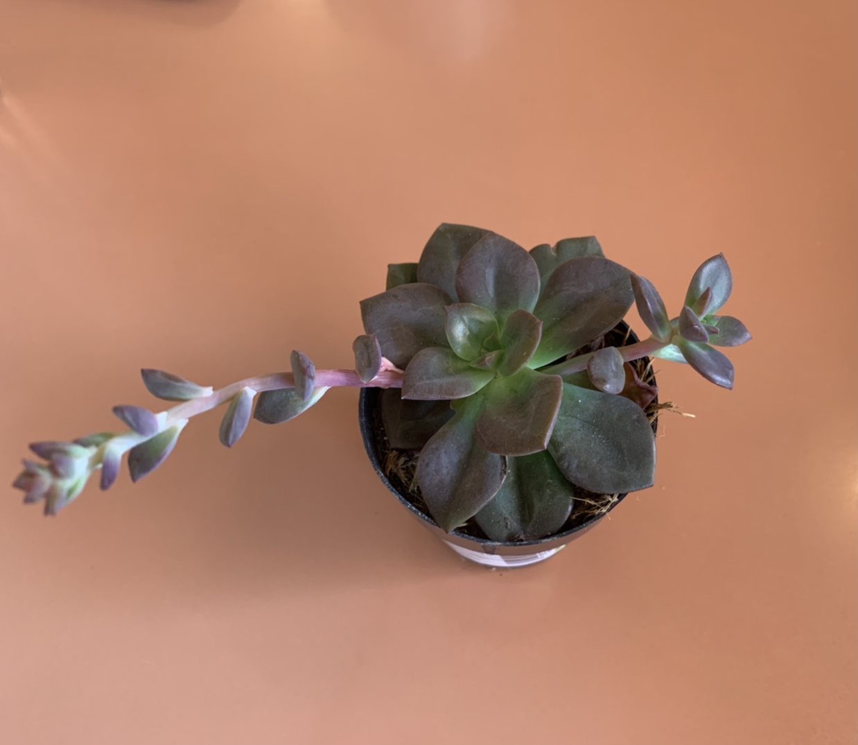 Echeveria 'Chroma' succulent in a pot, healthy with visible soil.